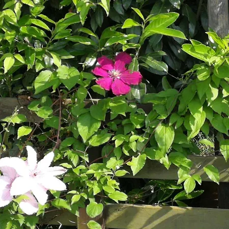 Later Comfortable Vacation *