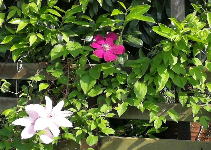 Later Comfortable Vacation *